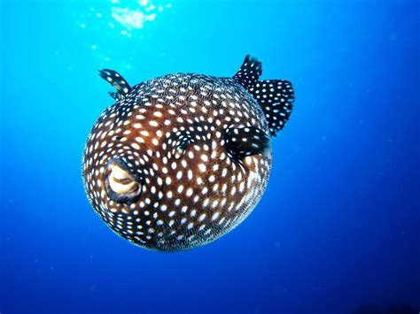 The challenge of eating puffer fish | Meer