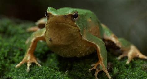 Image result for Frog Math