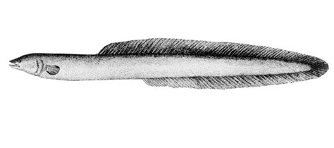 ANGUILLIDAE (SIDHAT - 鳗 - EEL): SIDHAT INDONESIA - Indonesian Eel - 印度尼西亞鳗鲡