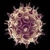 name the causative agent of chicken pox - Brainly.in
