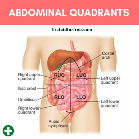 Abdominopelvic Quadrants Organs