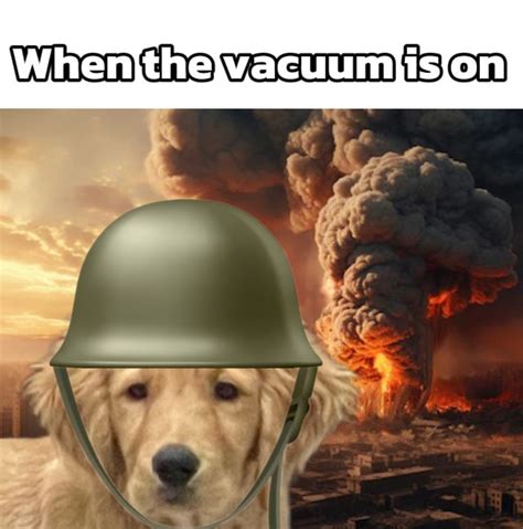 Chad the golden retriever | I have PTSD now 😔🐶 • #dogs #dogsofinstagram ...