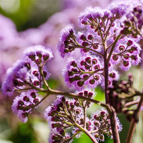 Native Perennials of the Southeast - Norfolk Botanical Garden