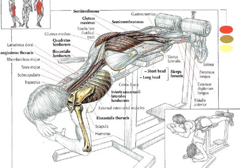 Back Extension Muscles Worked 的图像结果