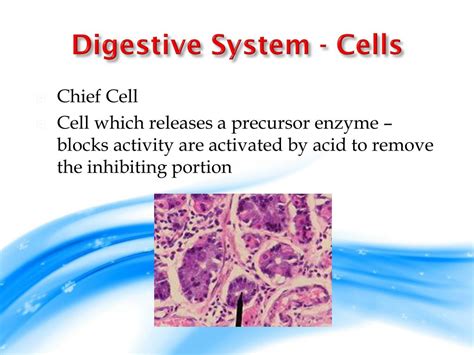 Image result for Digestive System Cells
