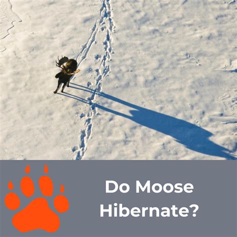 Moose Do They Hibernate