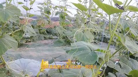 西葫芦栽培技术与病虫害防治，冬种西葫芦栽培技术 - 农业种植网