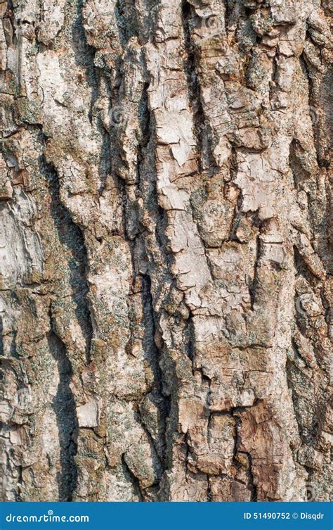 Walnut tree bark texture stock photo. Image of closeup - 51490752