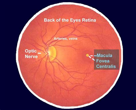 What Is Macular Degeneration Of The Eye at Nick Lopez blog