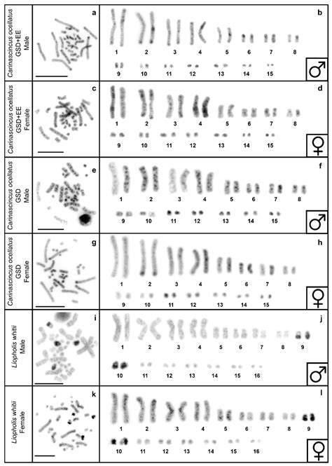 Differences in Homomorphic Sex Chromosomes Are Associated with ...