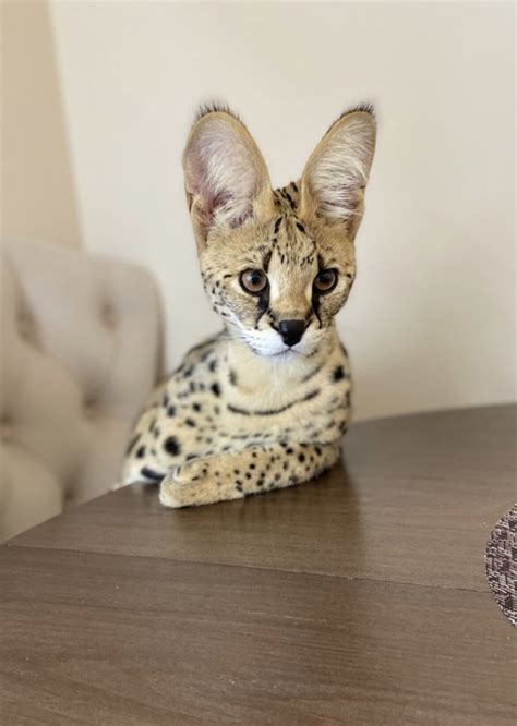 Serval Cat Breeder at Judy Moore blog