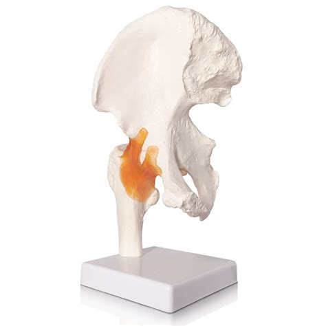 Buy Evotech Hip Joint Model – Life Size Hip Model with Flexible ...