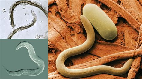 Parasitology - Biology Notes Online