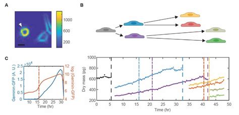 Image result for Cell Gradient Tracking