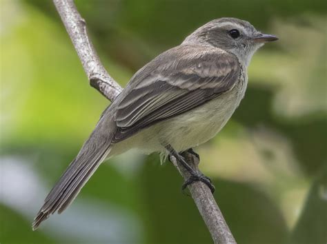 Northern Mouse-colored Tyrannulet - eBird