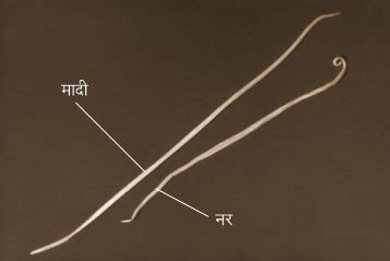 गोलकृमी (Roundworm) – मराठी विश्वकोश