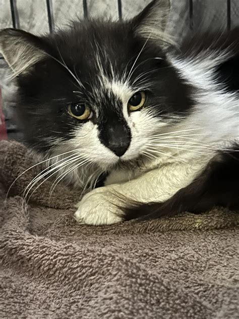 Our Cats – Westfield Homeless Cat Project