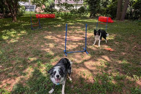 Dog Paradise! Dog Pool, Pop Up Agility, Shaded Carport in Fenced In ...