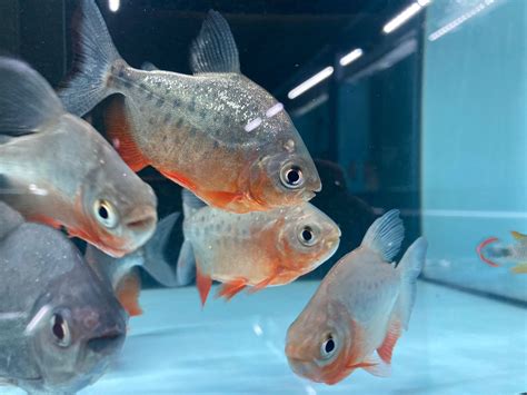 Red Pacu - Rainforest Fish