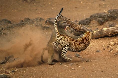 Image result for Baboon Vs Predator