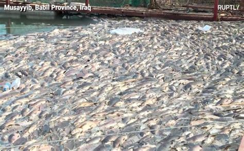 Iraq: Thousands of Euphrates carp die in mysterious circumstances ...