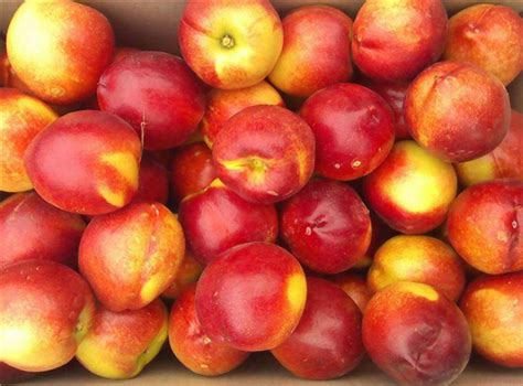 油桃品种大全图片 最好的油桃品种(3) - 鲜淘网