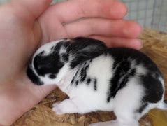 Image result for Cute Baby Black Bunny