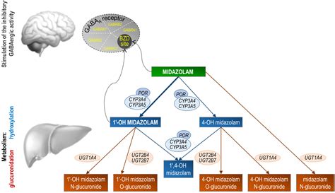 Pharmacokinetics, Pharmacodynamics, and Side Effects of Midazolam: A Review and Case Example