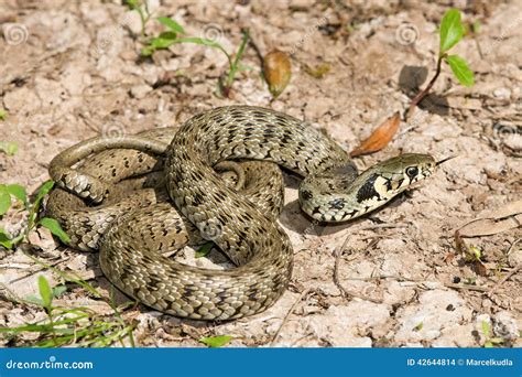 Natrix natrix stock foto. Image of portret, waarschuwing - 42644814