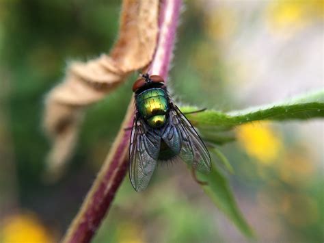 About Common Green Bottle Fly - Maryland Biodiversity Project