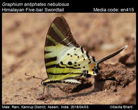 Graphium antiphates | Butterfly