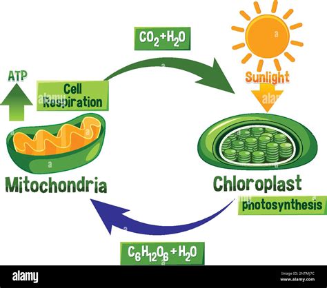 Photosynthesis and Cellular Respiration Diagram illustration Stock ...