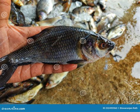 Pile of Freshly Catched Rohu Fish Labeo Rohita Fish with Ice in Indian ...
