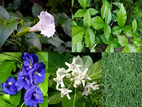 Oxiflora "Datura|belpatra| aparajita|White Aak|durba grass" - 5 Healthy ...