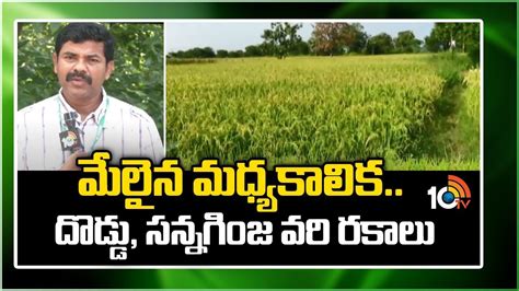 Rice Varieties : మేలైన మధ్యకాలిక.. దొడ్డు, సన్నగింజ వరి రకాలు | Paddy ...
