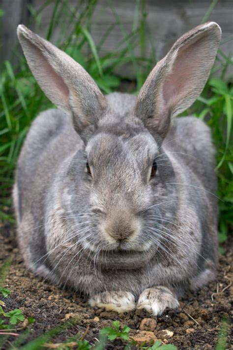 Gentle Giants: A Comprehensive Guide to Large Rabbit Breeds - Chaztin