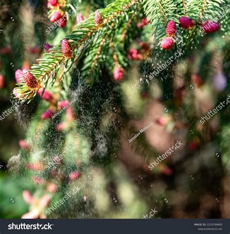 Image result for Pollen Coming Off Tree