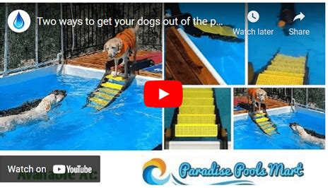 Image result for Pool Steps for Dogs