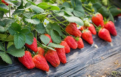草莓如何种植-百度经验