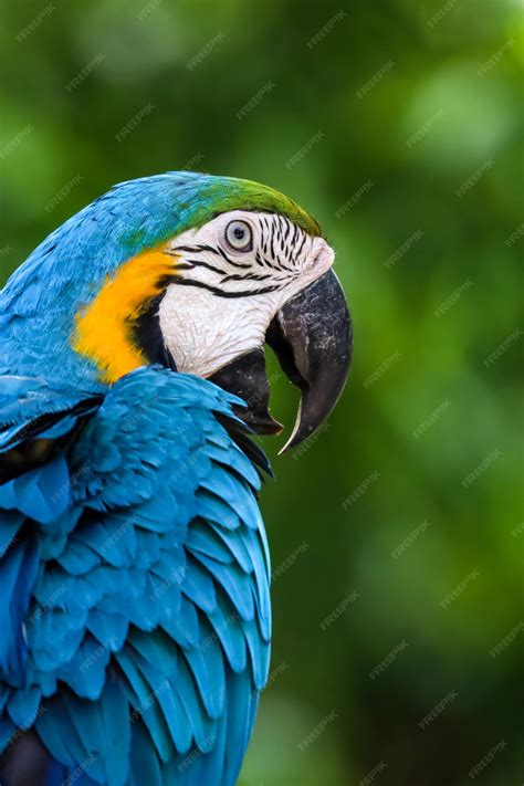 Blue Parrot Bird
