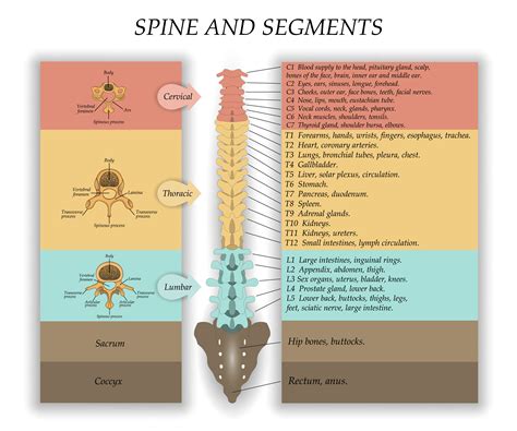 Spinal Cord Injury At Cervical Level Causes - Infoupdate.org