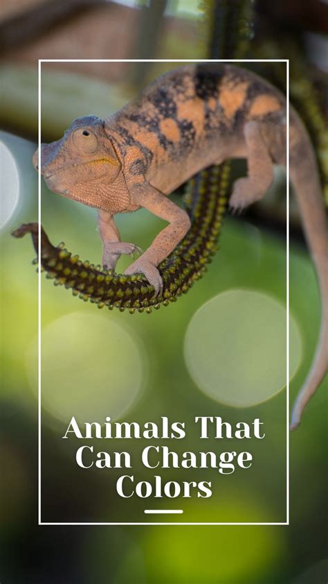 Image result for Color Changing Animals