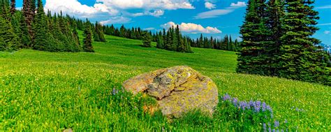 Download wallpaper 2560x1024 field, trees, stone, landscape ultrawide ...