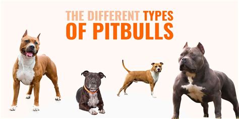Different Types of Pitbulls — APBT, American Bully, Bulldogs, Staffies...