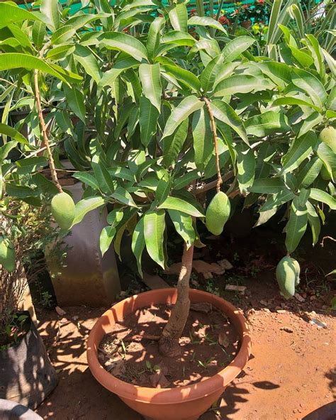 Mphmi Live Plant Nursery NCR Plants Mangifera indica Mango Plant Fruit ...