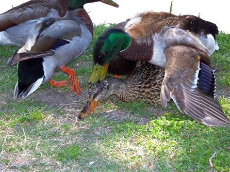 Field Dressing Birds 的图像结果