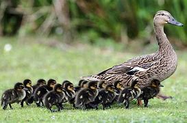 Image result for Cute Baby Animals and Their Moms