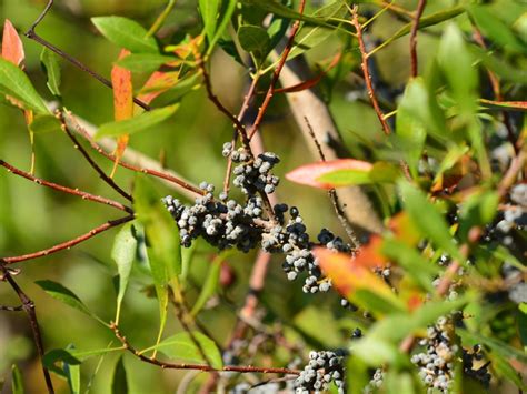 Information On Growing Wax Myrtle Trees