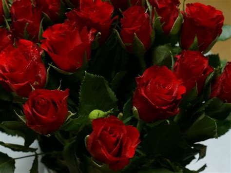 Image result for red roses