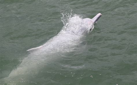 Baby Chinese White Dolphin